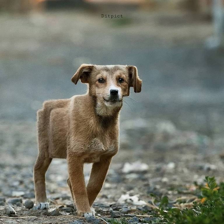 Cube Dog