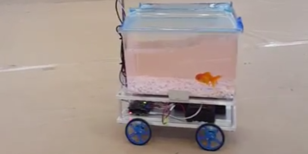 A Fish the Master of Its Own Destiny Inside a Robotic Fish Tank