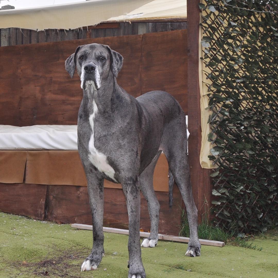 Freddy the Great Dane Is Named the World's Tallest Male