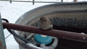 Frozen Sparrow