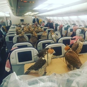 Hawks on a Plane