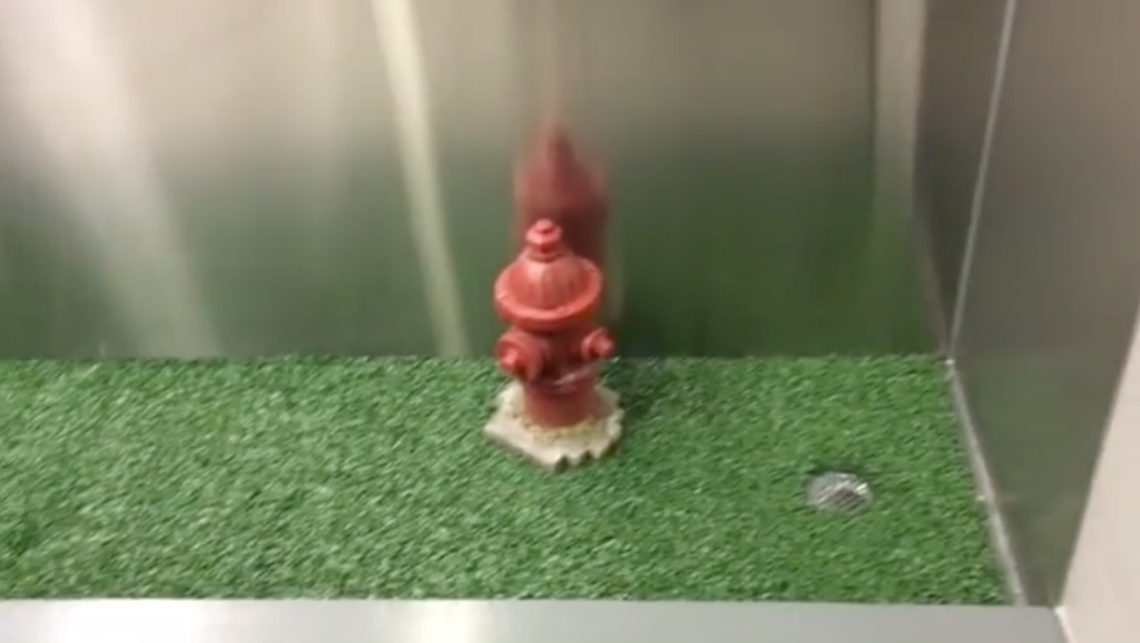 The Adorable Little Fire Hydrant at the Post-Security Indoor Pet Relief