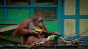 Orangutan Saw