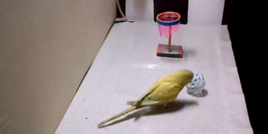 Parakeet Tricks