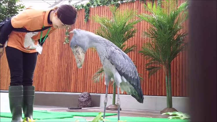 Shoebill Stork