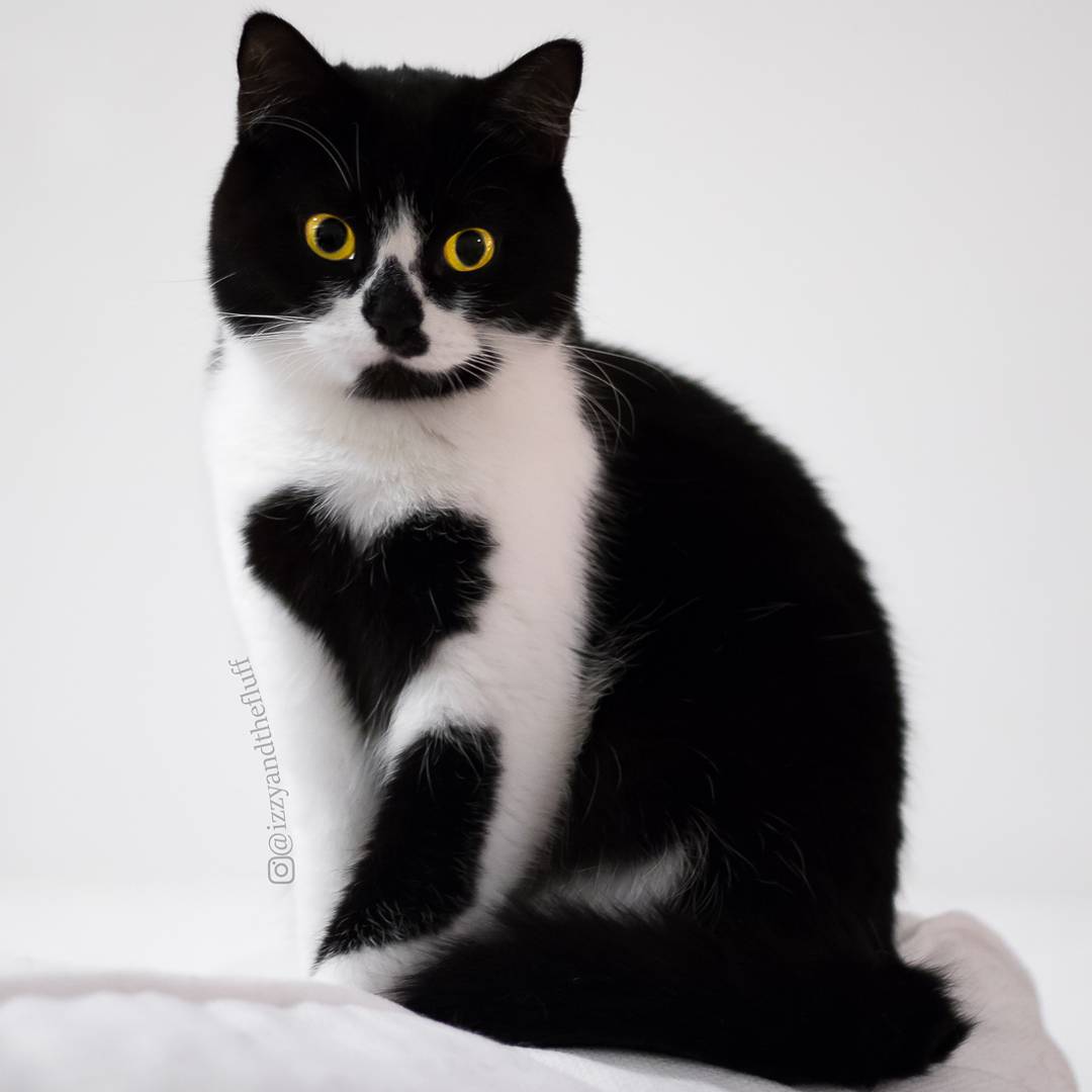 Black And White British Shorthair Cat