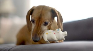 Dachshund Plays With Pig Toy