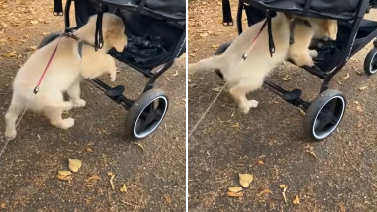 Puppy Climbs Into Stroller