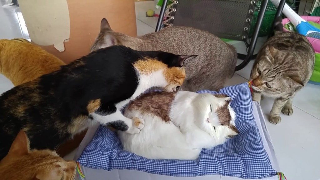 A Group of Curious Felines Warily Check Out a Novelty Pillow That Looks ...