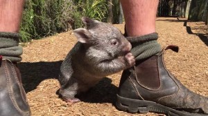 An Adorable Rescued Baby Wombat Follows His Human Caretaker Everywhere He Goes