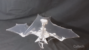 Bat Bot Robot
