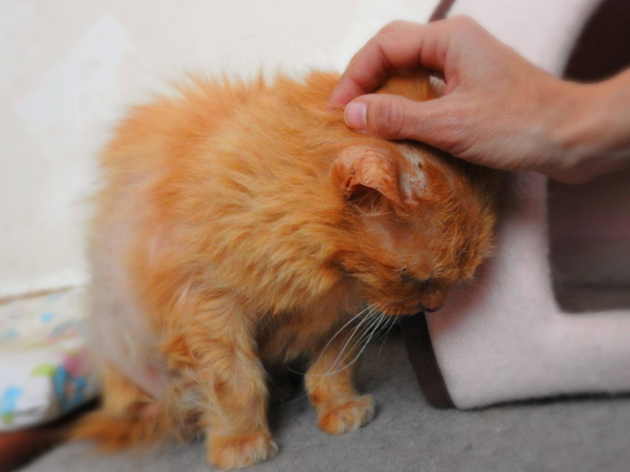 A Terrified Elderly Cat Who Lost Her Family Learns to Trust Humans Again  With a Loving
