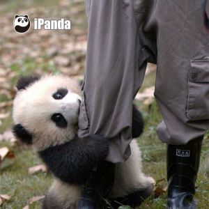 Clingy Panda