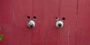 Dogs Peek