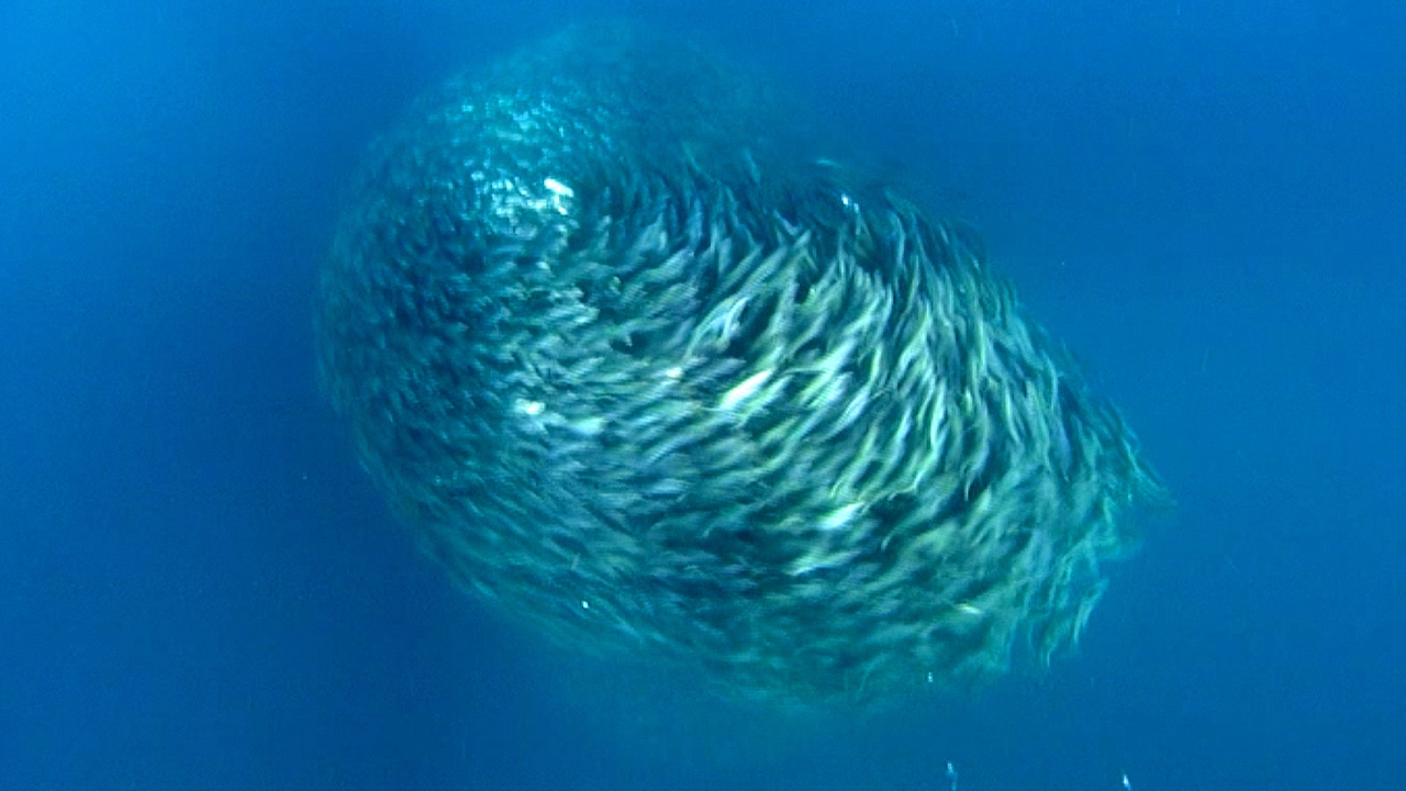 Hundreds of Small Fish Swarm at Incredible Speeds Forming