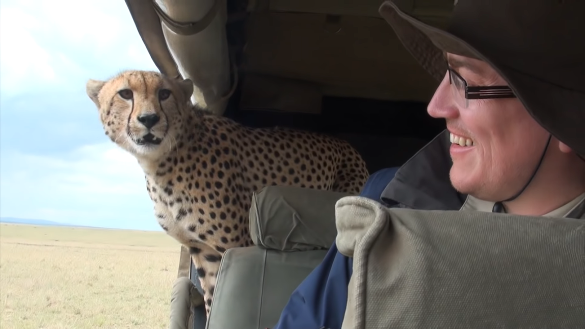 Cheetah Jumps in Vehicle