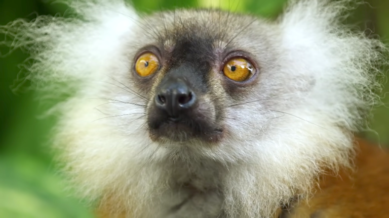 Lemur Getting High