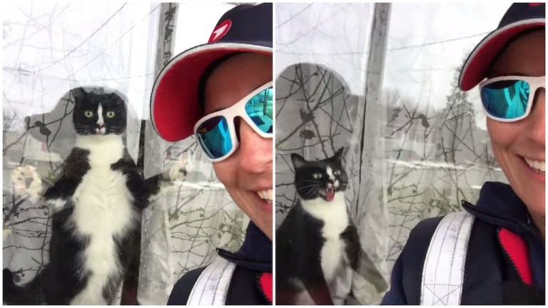 Mail Carrier Cat Encounter