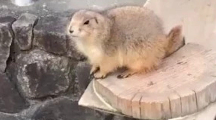 Skittish Prairie Dog