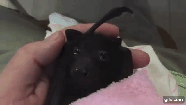 Asha Baby Bat