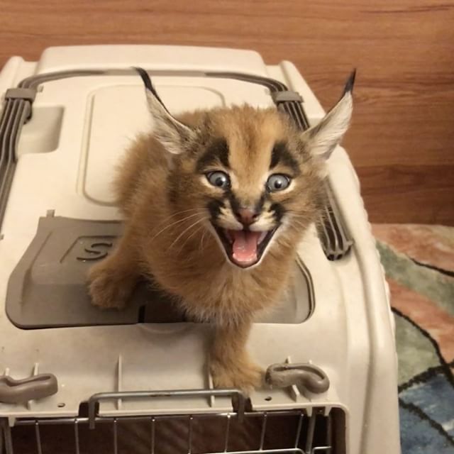 A Teeny Tiny Caracal Kitten Calls Out for Assistance With a Teeny Tiny Roar