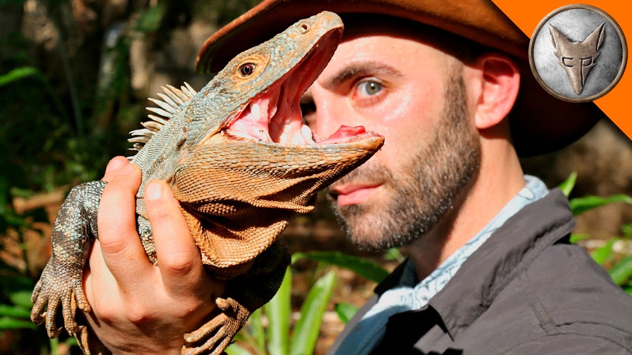 Coyote Peterson Catches an Exquisitely Prehistoric Looking Spiny Tailed