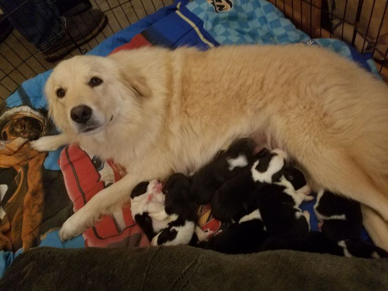 Daisy and Pups