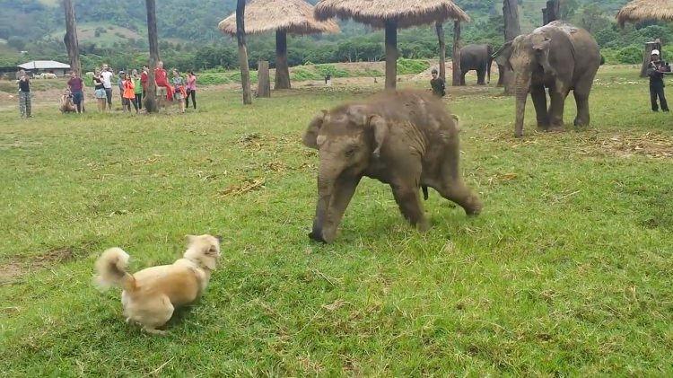 Dog and Elephant