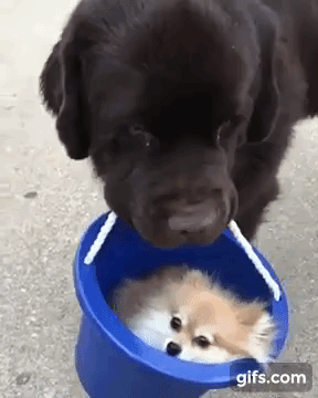 Dog Carries Dog in a Bucket