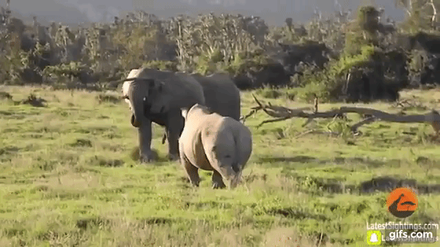 Elephant Rhino Standoff