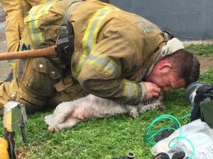 Firefighter Reviving Dog