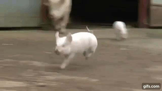 Прыгающая свинка. Поросенок бежит. Свинья бежит гифка. Свинка бежит. Свинка бежит гиф.