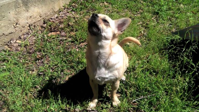 Poppy Howling