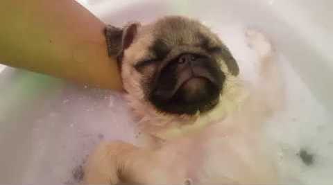 Pug Bath