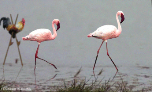 Roster Flamingo