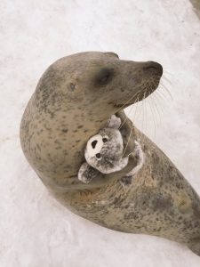 Seal Hug Side