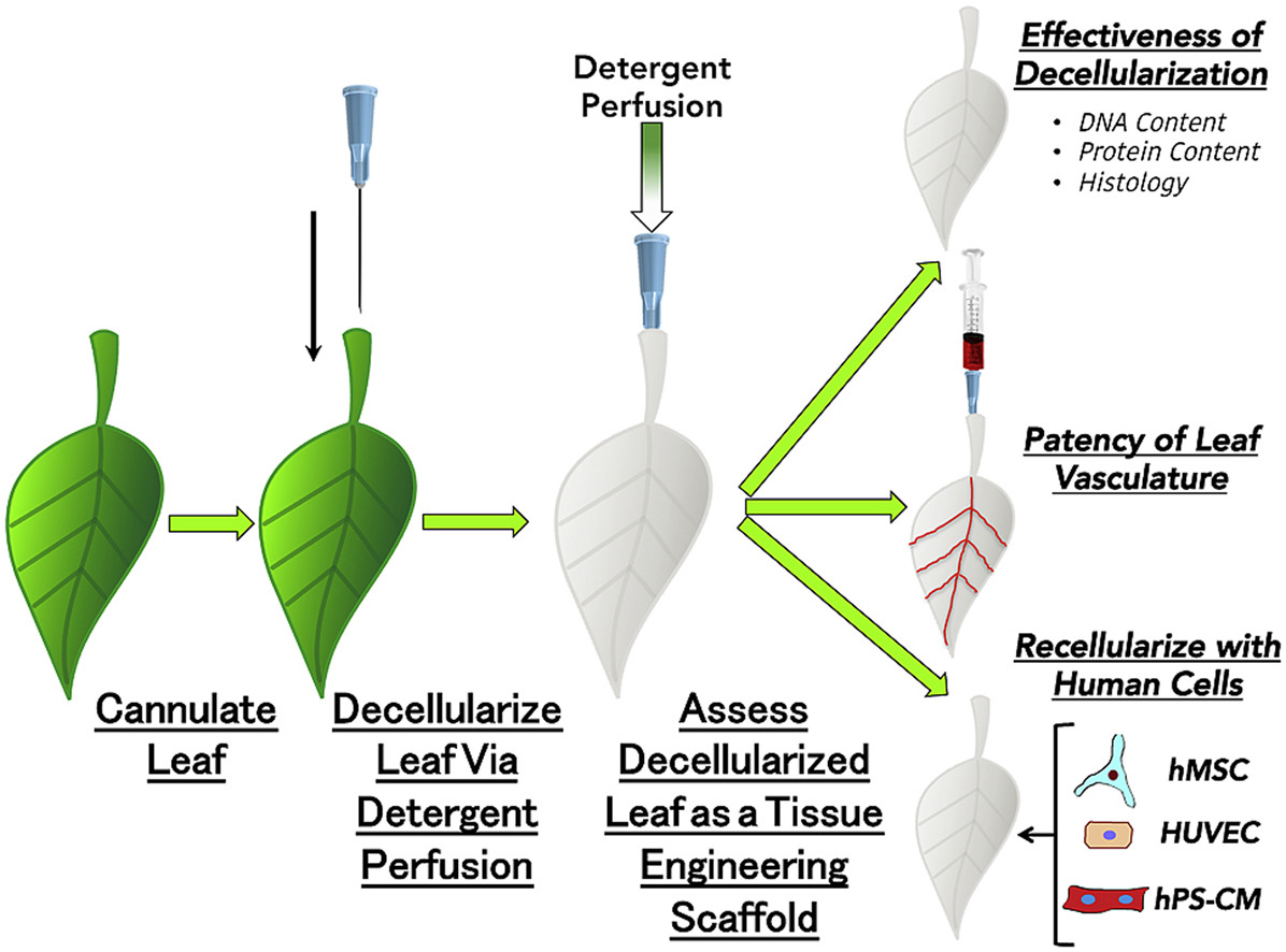 Scientists Discover How Spinach Leaves Can Carry Blood Within the Human