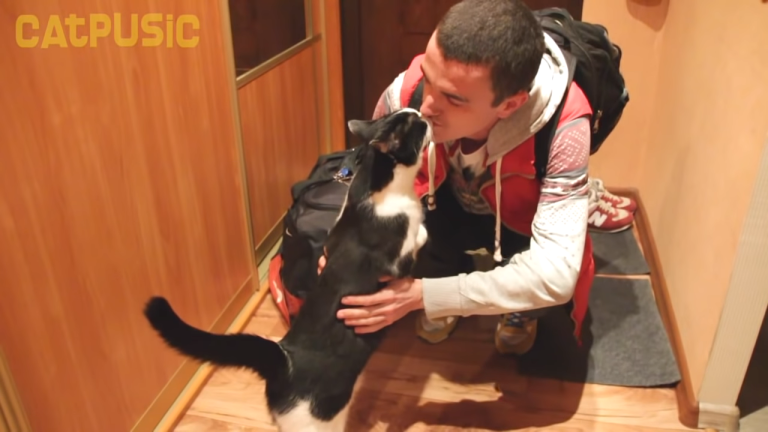 Pusic Cat Greeting