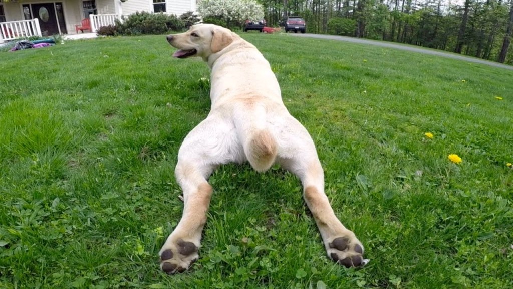 A Hilarious Compilation of the Silly Antics Performed by Stella the