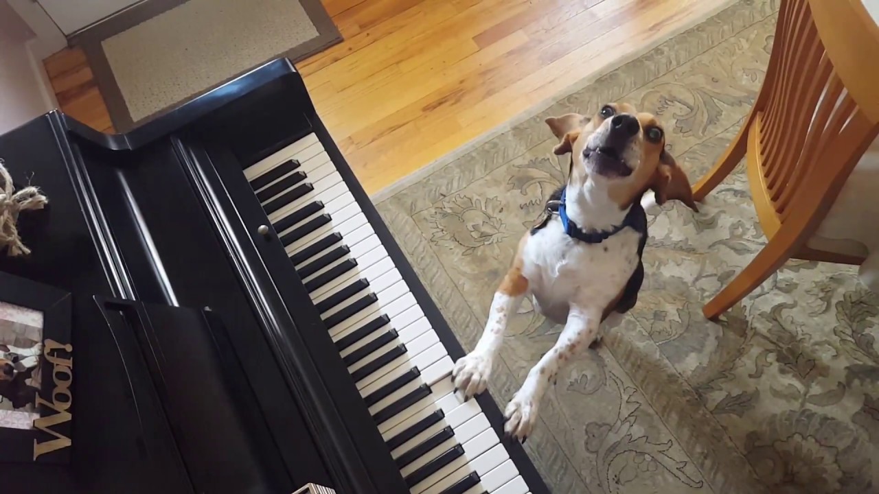 a-musically-inclined-hound-dog-accompanies-himself-on-piano-while-he-sings