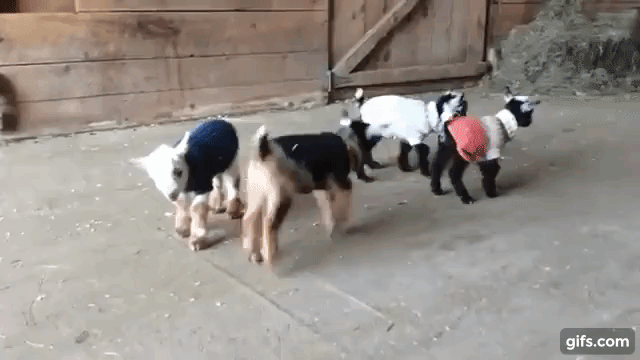 Baby Goats in Sweaters