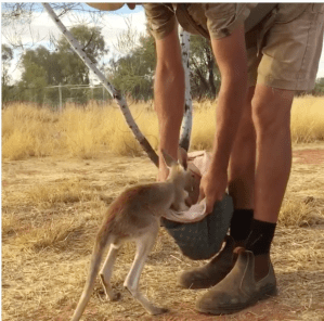 Baby Kangaroo Dive