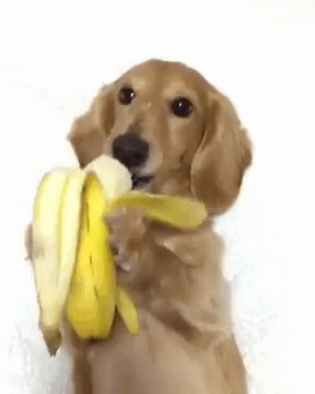 Banana Dachshund