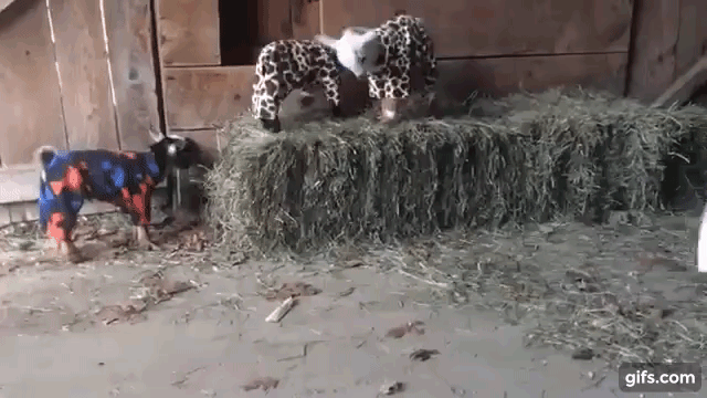 Clumsy Goat