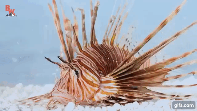 Coyote Peterson Lionfish Sting