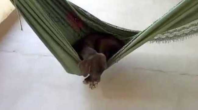 Dog in Hammock