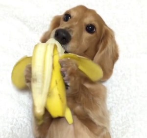 Doxie Puppy Eating Banana