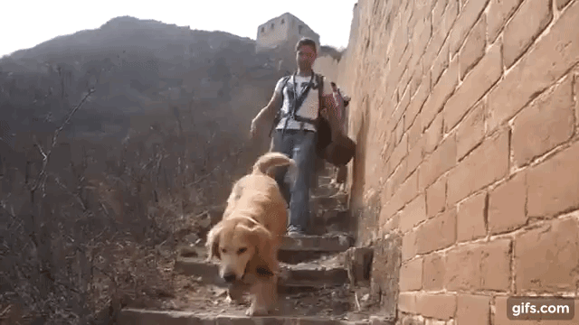 Golden Retriever Great Wall