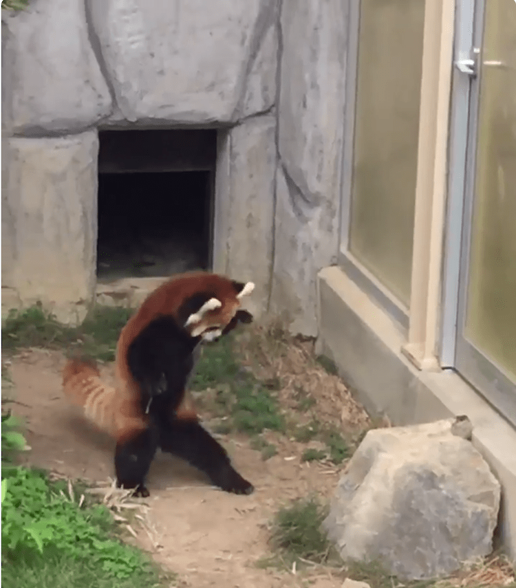 JaJa Rearing Red Panda