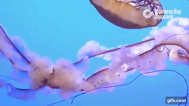 jellyfish cam